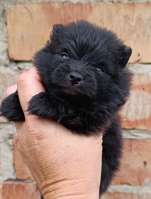 Продам щенков немецкий шпиц