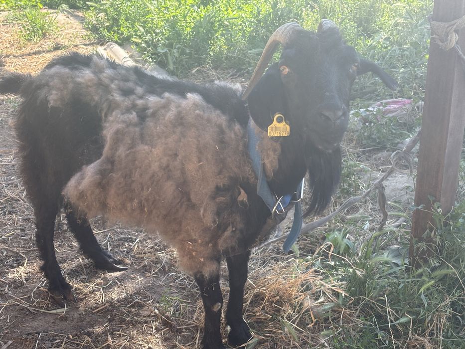 Ешкі сатам келісеміз