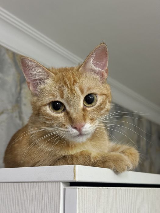 Отдаем рыжую кошку