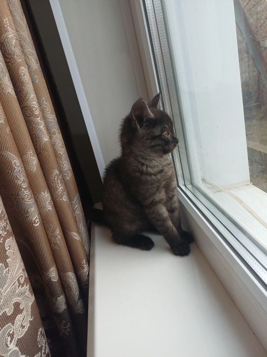 Отдам в добрые руки