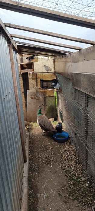 Porumbei diferite rase