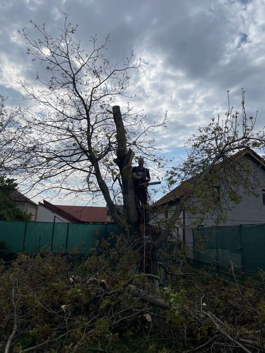 Tuns (toaletare) pomi