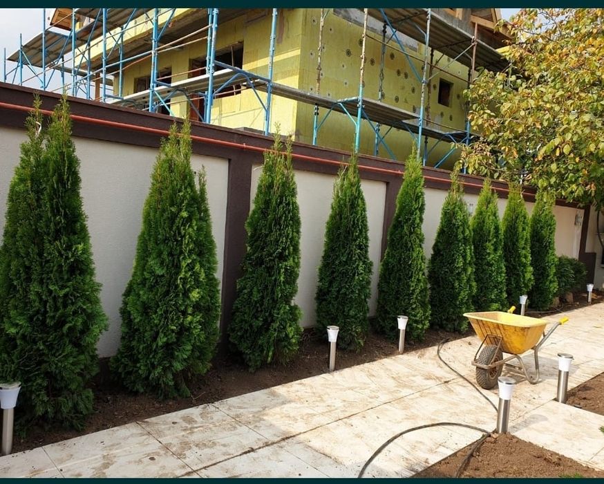 Tuia thuja de mai multe dimensiuni