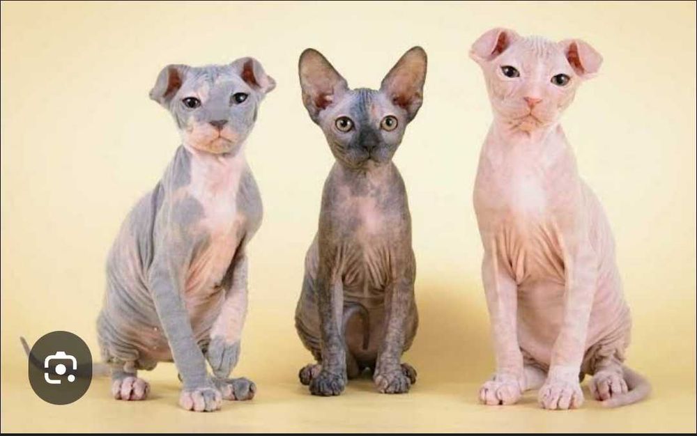 Чудо-котята украинского левкоя . Бронь.