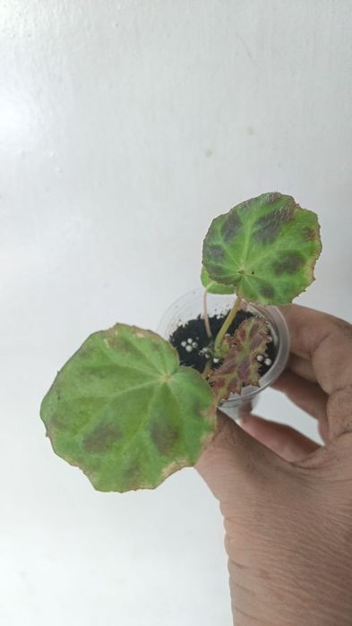 Каталог бегония Петропавловск