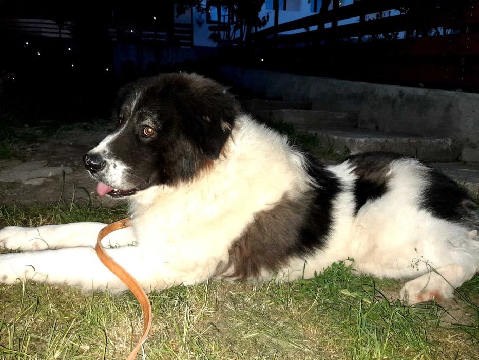 Mascul ciobanesc romanesc de bucovina