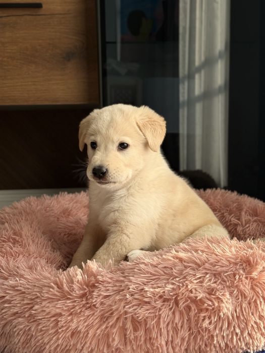 Продается щенок Лабрадора