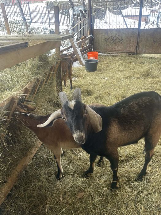 Vând țap Anglo Lubian