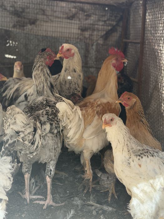 Продавам кокошки и петли