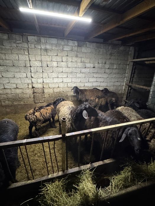 Семиз кошкар койлар