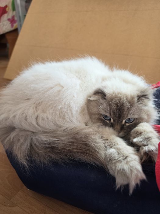 Кошка, шотландская вислоухая