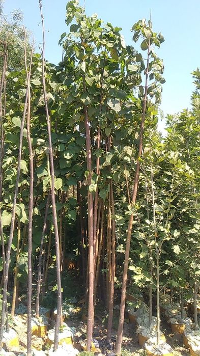 Xarxil turdagi manzarali ko‘chatlar