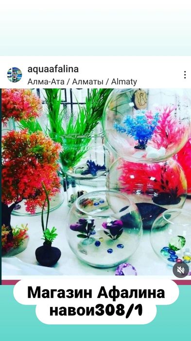 Аквариумные рыбки.Навои Торайгырова)