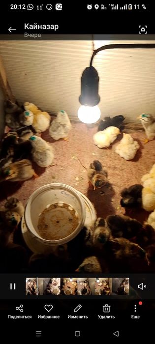 цыплята, балапан