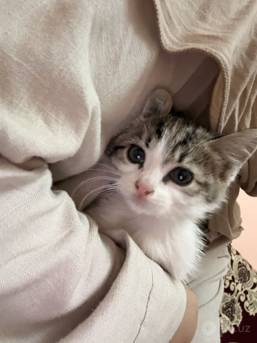 Mushuk bollari hadyaga bariladi