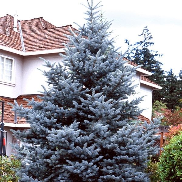 Продаются голубые ели