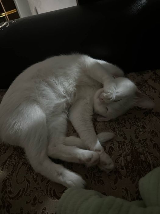 Отдам бесплатно белую кошку