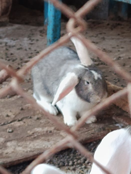 Куенлар сотилади еки эркак индюка алмаштираман кизиканлар болса алокаг