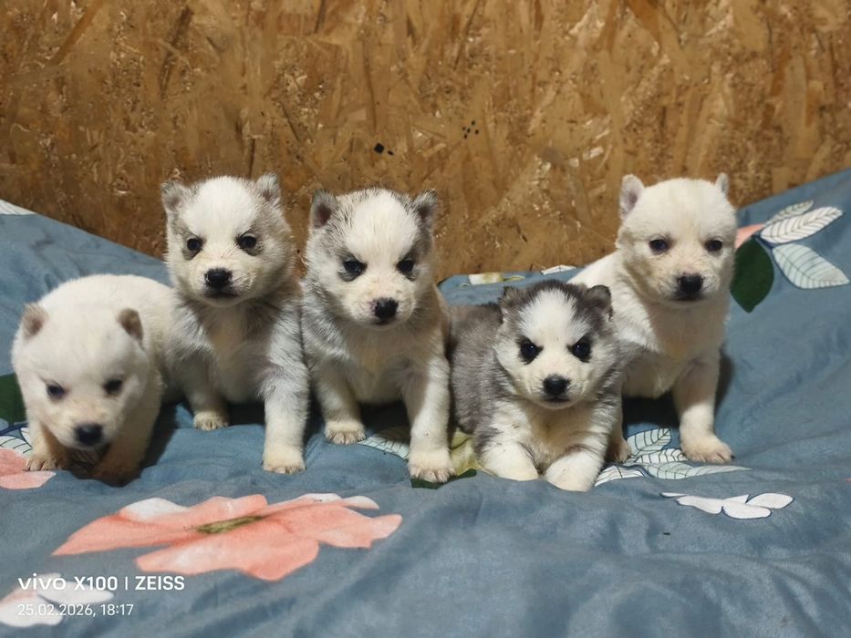 Продам щенков сибирской хаски.