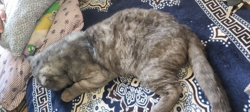 Scottish fold mushuk erkak
