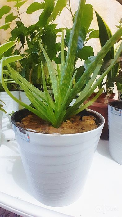 Aloe vera/Алоэ вера