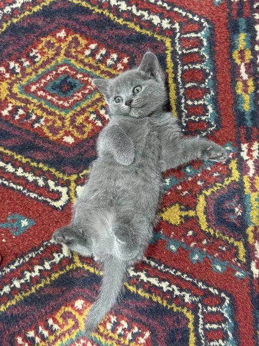 Продаются котята