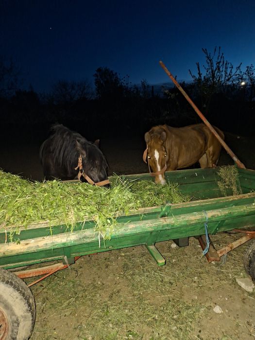 Vând iapa bună de ham