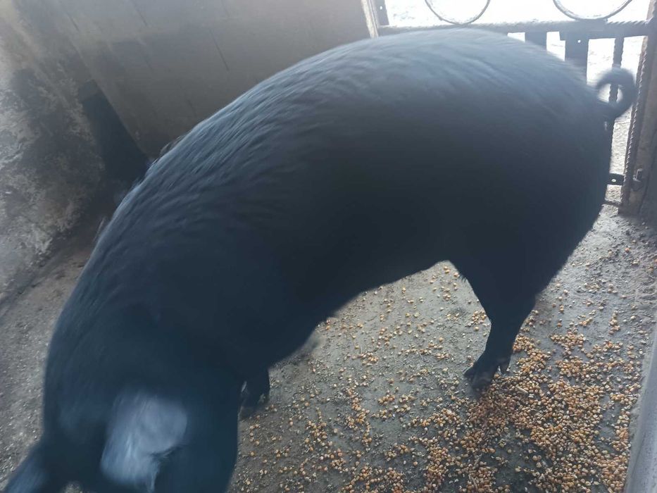 Продава се женско прасе