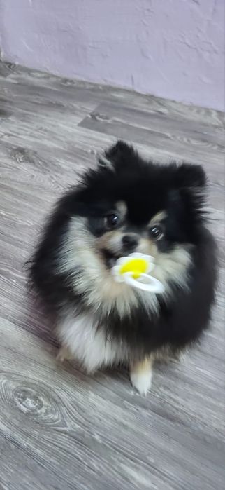 Шпицы чёрного подпалого окраса