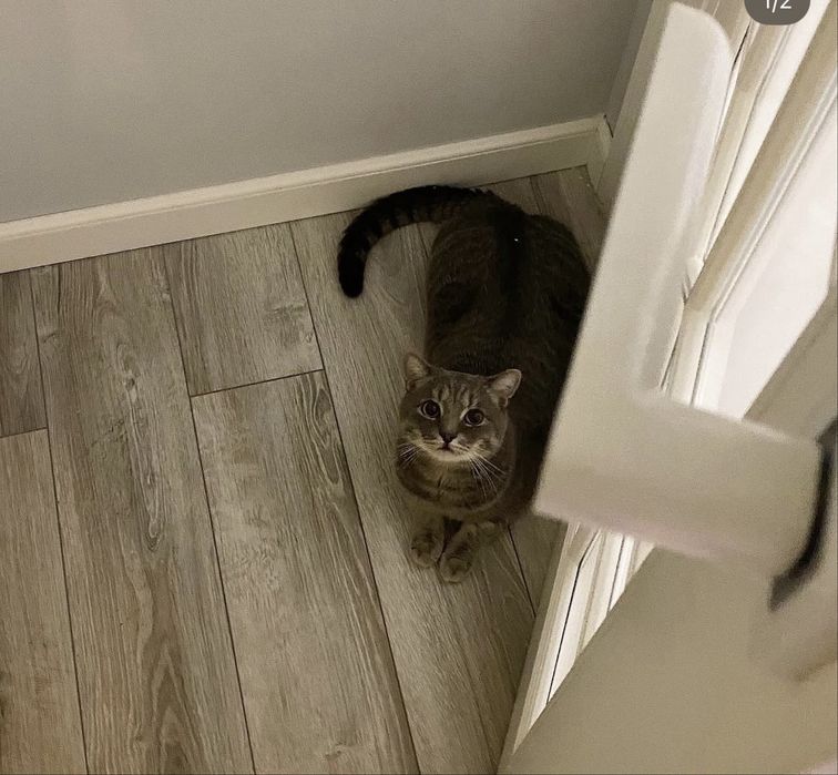 Candy — кошка, 6 лет