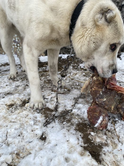 Алабай с питбульем