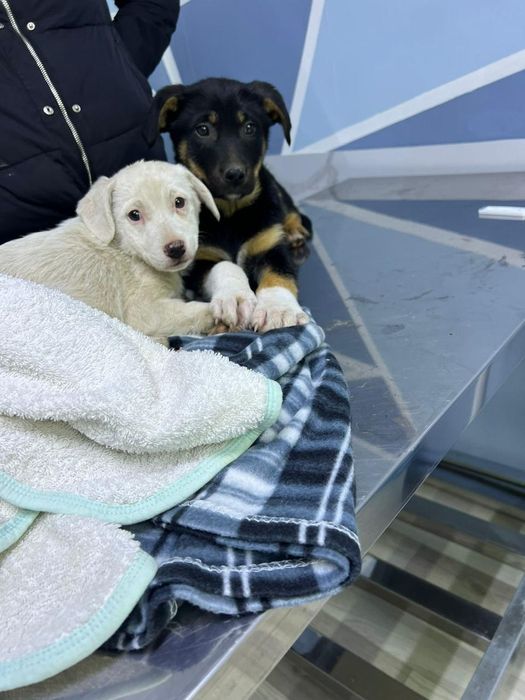 Щеночки девочки бесплатно