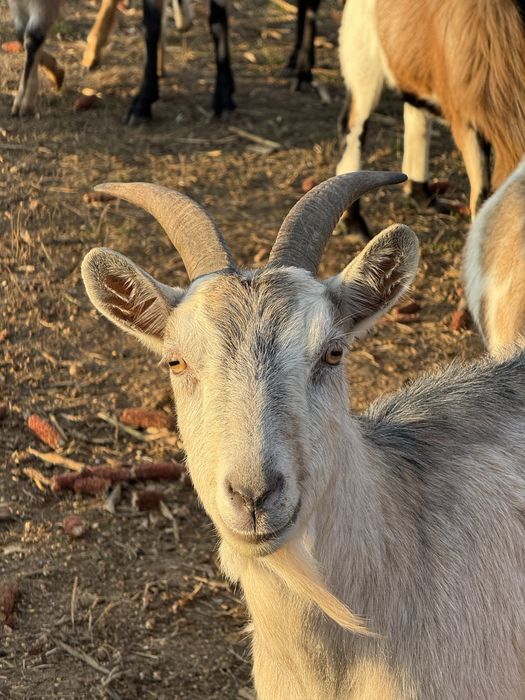 Vând capre românești