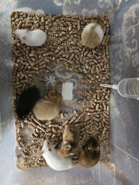 Продам сирийских хомяков, ЧИТАЙТЕ ОПИСАНИЕ!