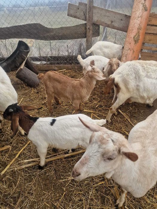 Vand capre de rasă si iezi