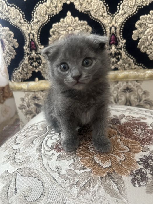 Сотилади мушукчалар