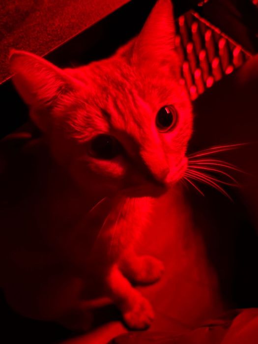 Милый котик ищет своего хозяина
