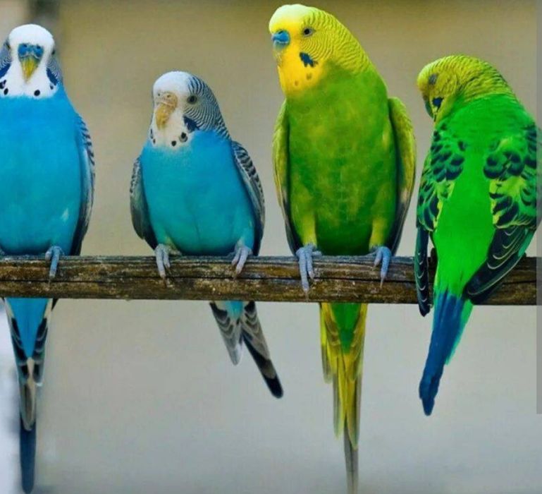 Попугайчики волнистые