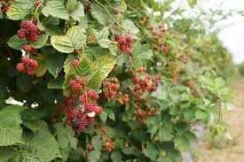 Продам садовые растения