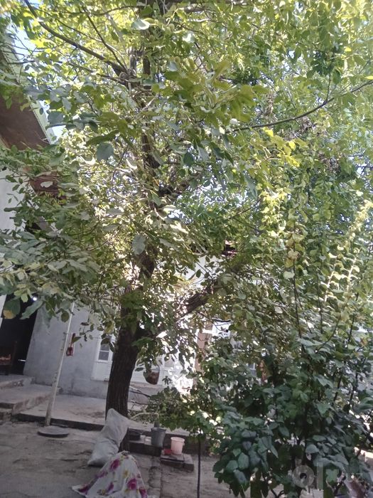 Срочно ёнгок дарахт