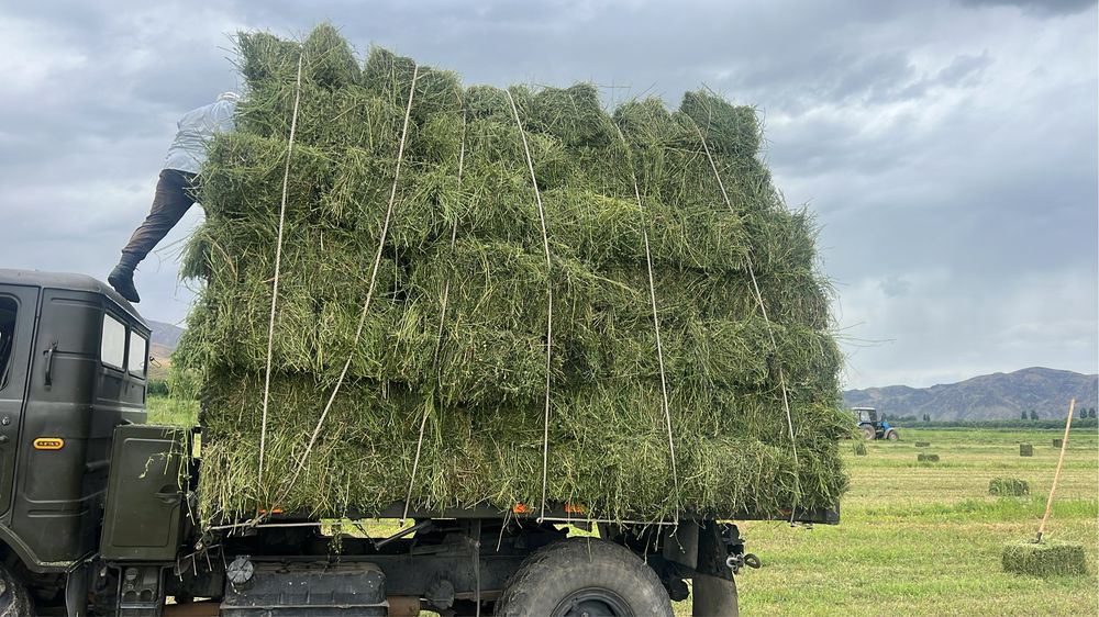 Продам люцерну, жоңышқа сатамын