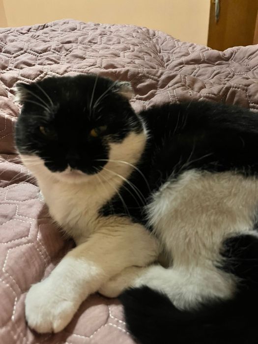 Вислоухий кот в добрые руки