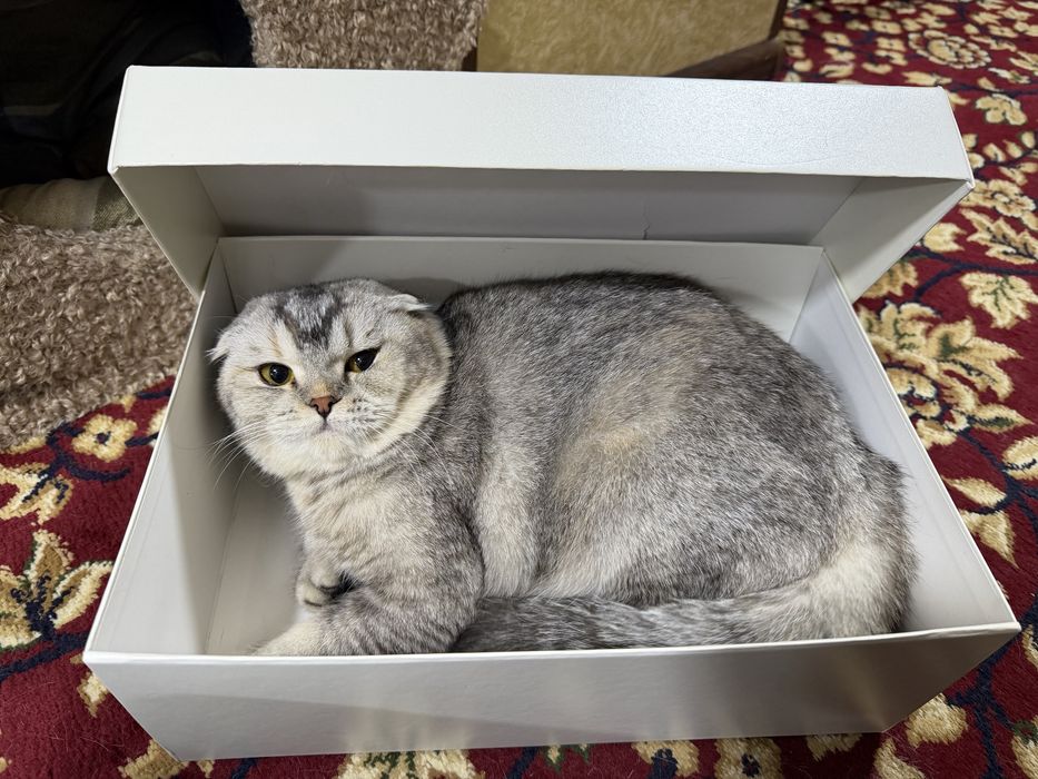 Элитная породистая кошка вислоухая скоттиш фолд серебристая девочка
