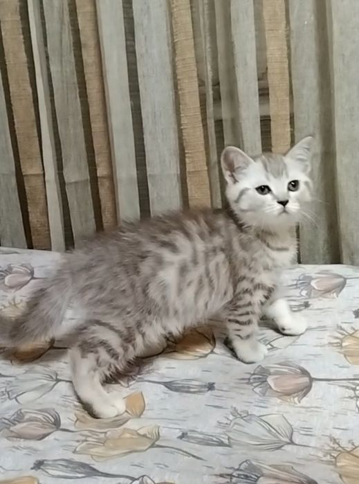 Кошечка  Скоттиш страйт.