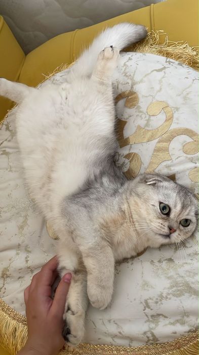 Продается  серебристая шиншилла