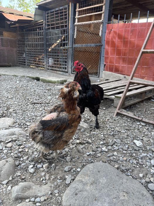 Gaini si cocosi araucana