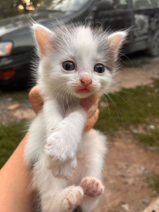 Отдам в добрые руки котят