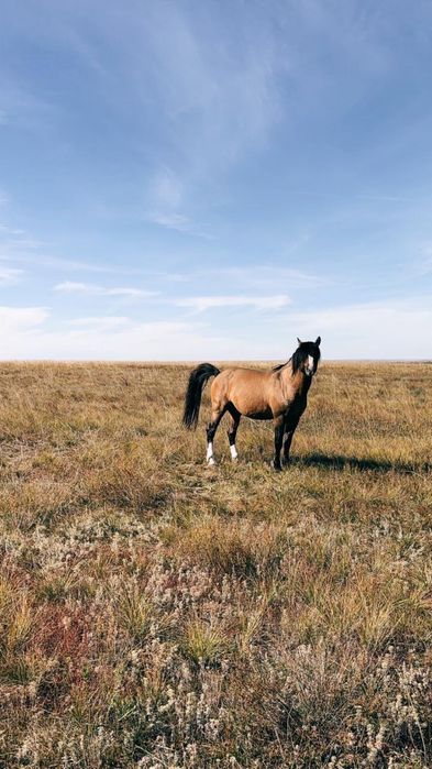 Айгыр сатылады кула