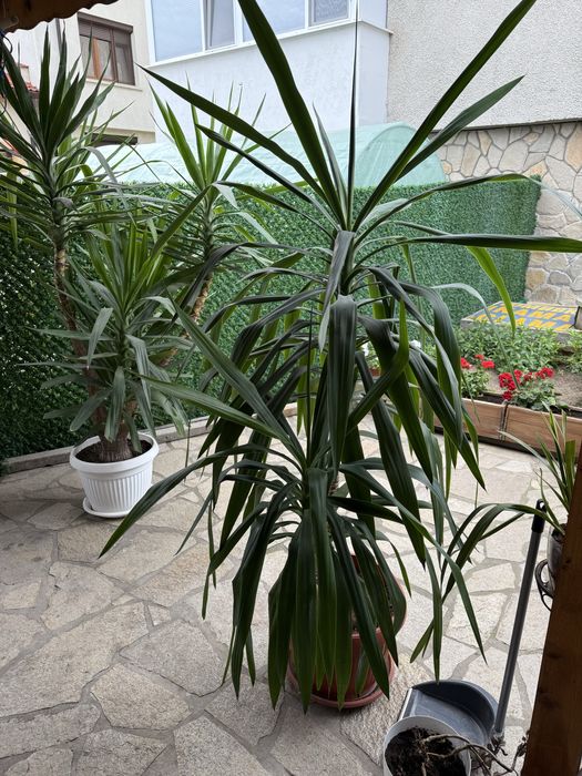 Големи цветя Юка 200см