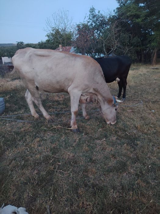 De vinzare o vaca la alegere din 2